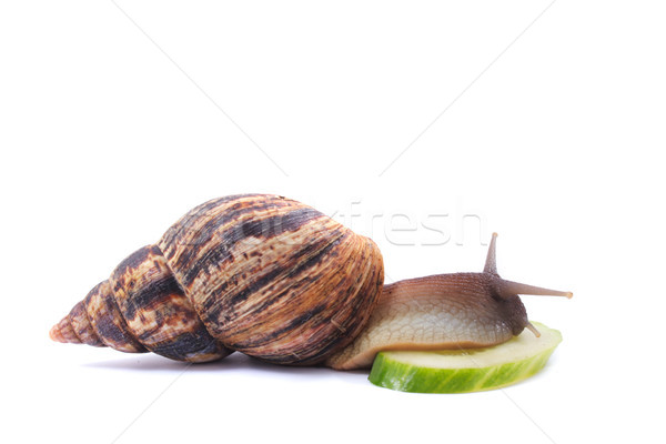 snail Stock photo © jonnysek