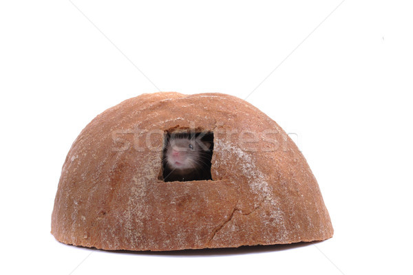 mouse and their house Stock photo © jonnysek