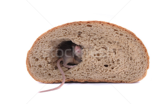 mouse and the bread Stock photo © jonnysek