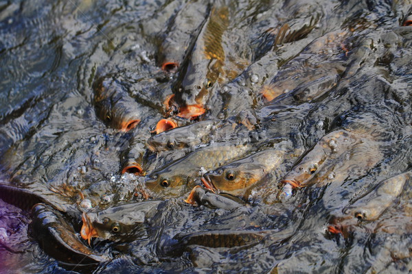 [[stock_photo]]: Carpe · eau · faim · froid · alimentaire