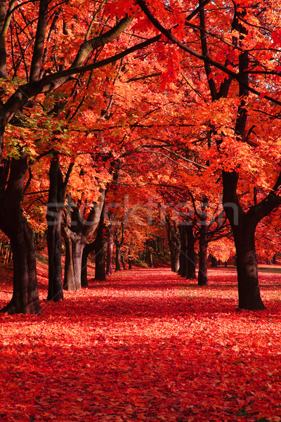 Najaar park kleur bomen mooie natuurlijke Stockfoto © jonnysek