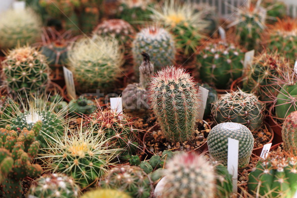 cactuses plants background Stock photo © jonnysek