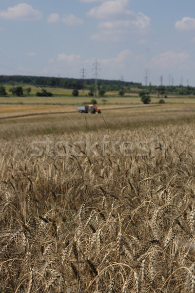 golden corn field Stock photo © jonnysek