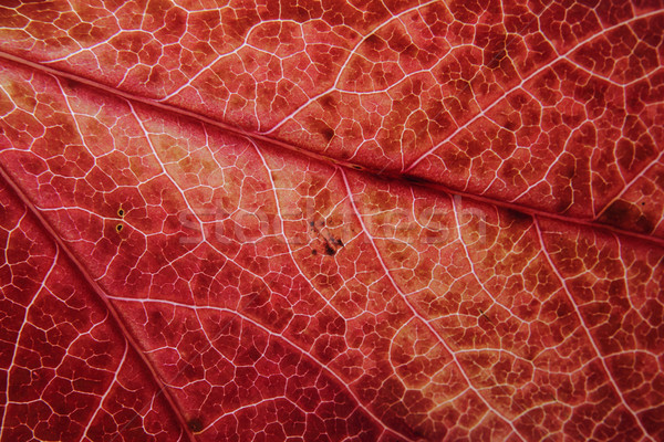 autumn leaf natural background Stock photo © jonnysek