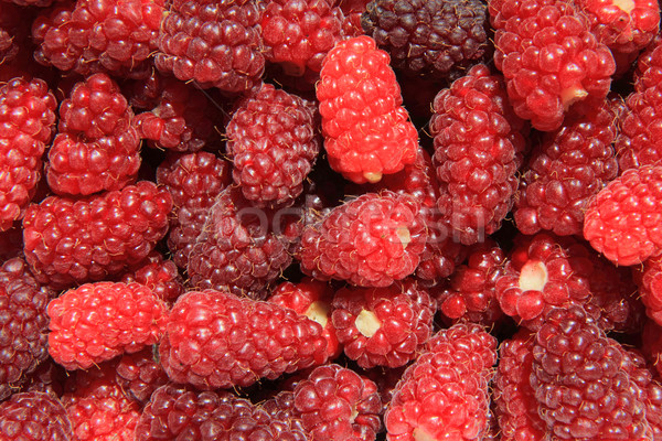 Groot Rood frambozen mooie natuurlijke voedsel Stockfoto © jonnysek