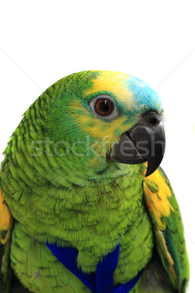 head of green exotic bird  Stock photo © jonnysek
