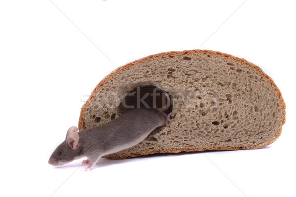 mouse and their house Stock photo © jonnysek