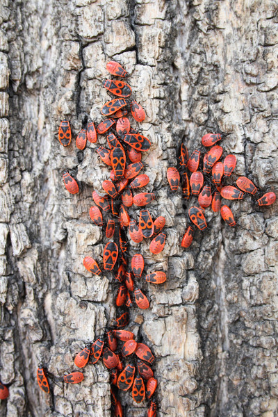 Piros bogarak szép természetes csoport állatok Stock fotó © jonnysek