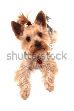 yorkie terrier isolated Stock photo © jonnysek