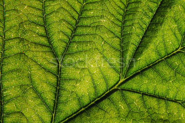 緑色の葉 いい 自然 森林 自然 光 ストックフォト © jonnysek