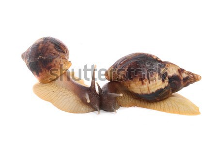 Stock photo: snails