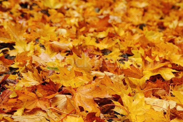 autumn leaves natural background Stock photo © jonnysek