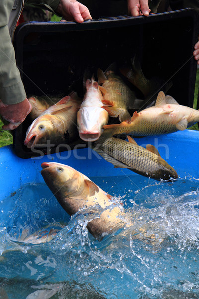 haul of carp fishes  Stock photo © jonnysek