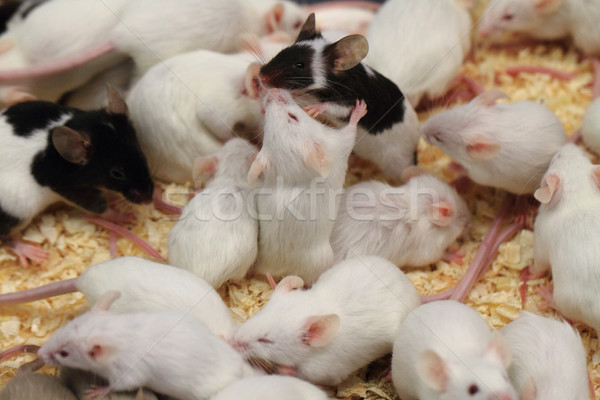 group of mouses Stock photo © jonnysek