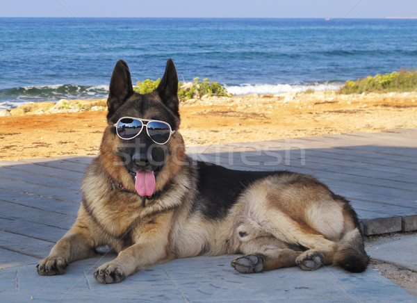 Cão óculos praia diversão óculos de sol animal de estimação Foto stock © joruba