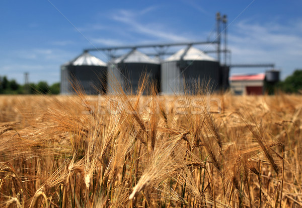 Farm, wheat field with grain silos for agriculture Stock photo © joruba