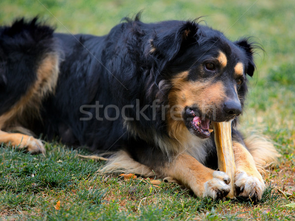 Cão alimentação osso pastor jardim grama Foto stock © joruba