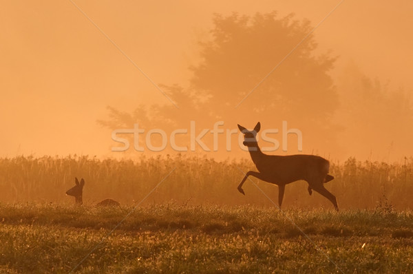 Herten lopen natuur aanbreken van de dag landschap mist Stockfoto © joruba