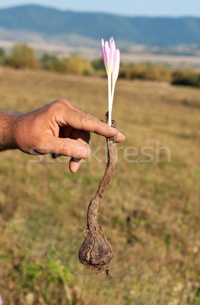 Stockfoto: Krokus · hand · bloem · natuur · groene · najaar