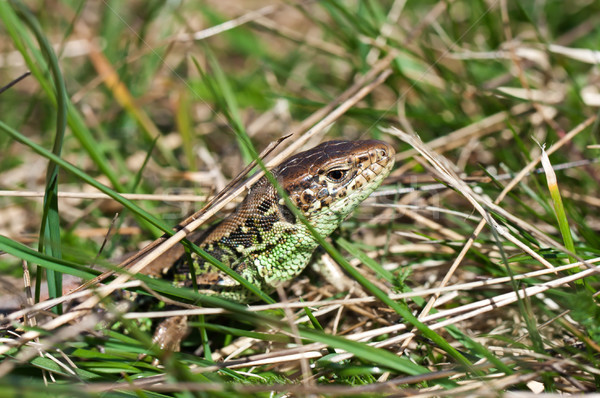 Lizard in the grass Stock photo © joseph73