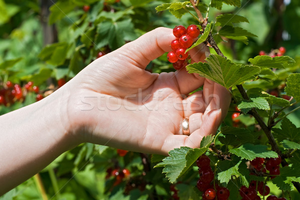 Woman's hand pick a bunch of redcurrant Stock photo © joseph73