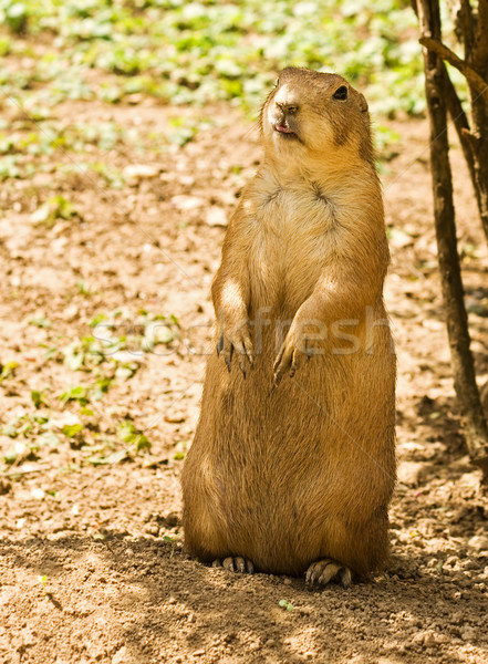 Foto stock: Pradaria · cão · natureza · pernas · animal · em · pé