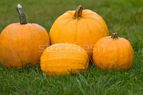 Pumpkins Stock photo © joseph73