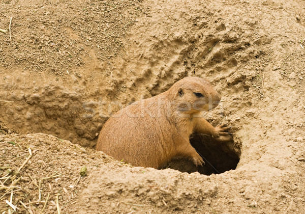 Foto stock: Pradaria · cão · terreno · buraco · natureza