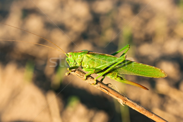 Verde lacusta fundal picioare cap picior Imagine de stoc © joseph73