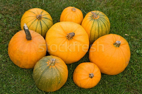 Pumpkins  Stock photo © joseph73