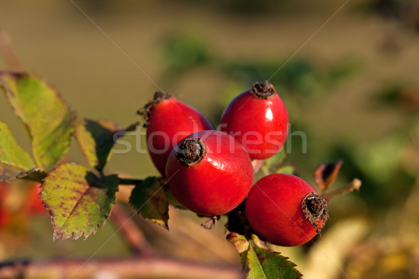 Rose-hips Stock photo © joseph73