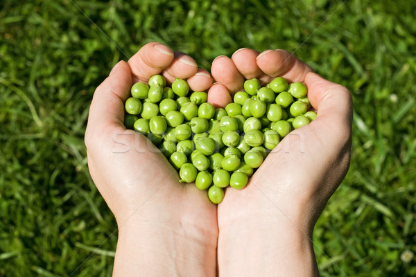 Woman's hands holding green peas Stock photo © joseph73