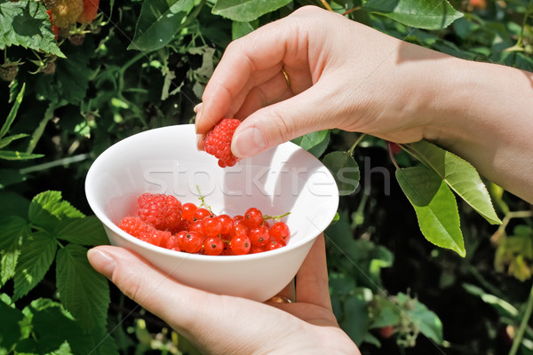 Woman's hand putting raspberry in the bowl Stock photo © joseph73