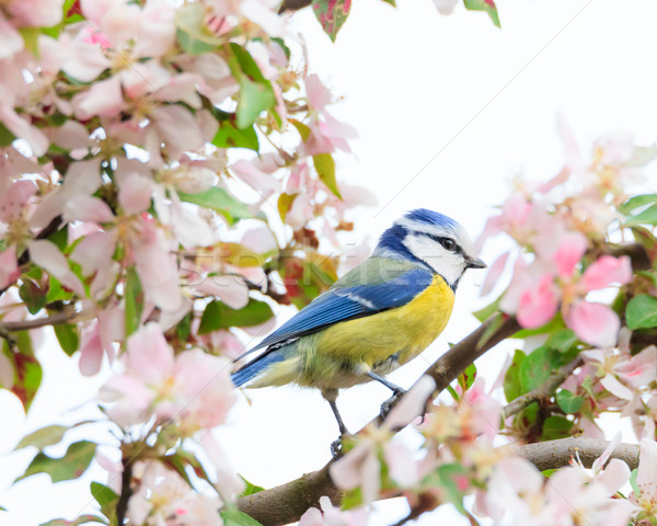 Little bird in beautiful tree Stock photo © Juhku