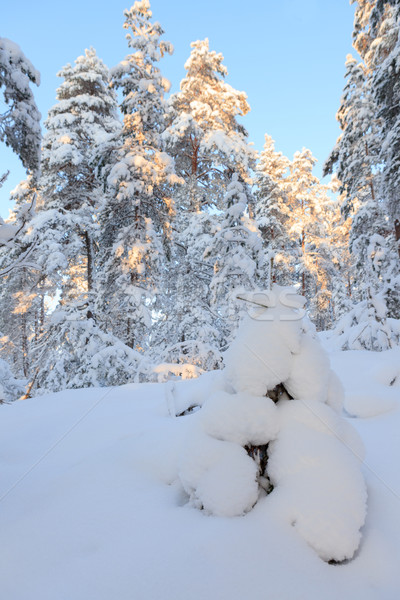 Forêt chaud lumière du soleil froid ciel paysage [[stock_photo]] © Juhku