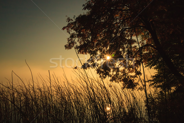 Humeurig ochtend hemel zon achtergrond bladeren Stockfoto © Juhku