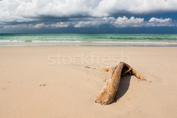 ビーチ 流木 暗い 青空 砂 白 ストックフォト © Juhku