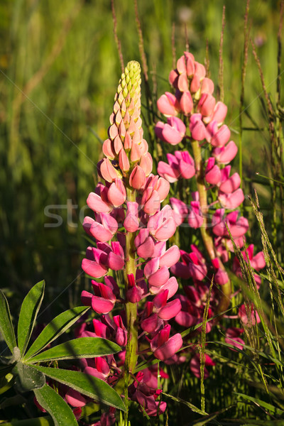 Pink lupine flower close-up Stock photo © Juhku