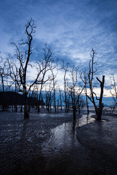 死んだ 森林 泥だらけの ビーチ 黄昏 低い ストックフォト © Juhku
