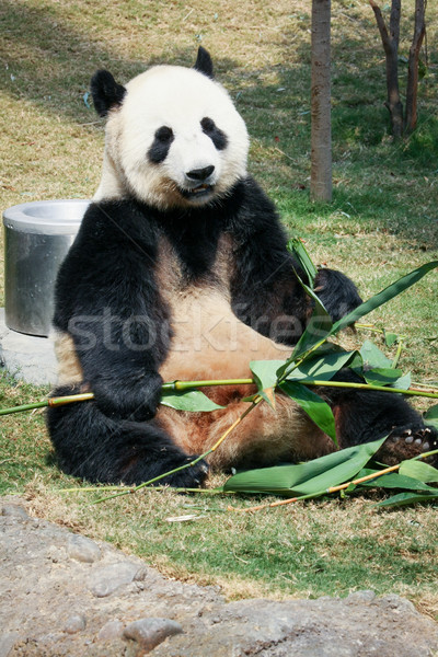 Panda еды бамбук гигант лист черный Сток-фото © Juhku