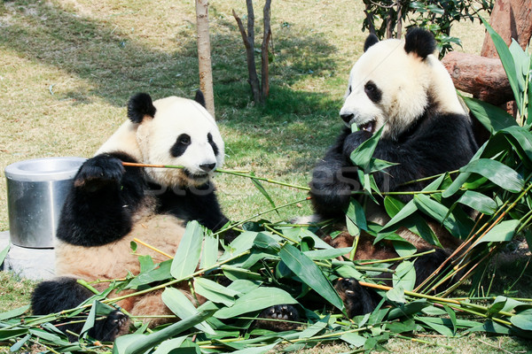 Kettő eszik bambusz óriás család levelek Stock fotó © Juhku
