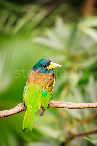 Exotic colorful bird sitting on a branch Stock photo © Juhku