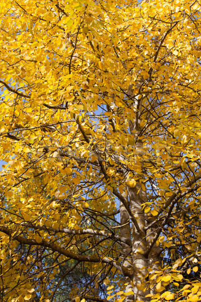 Yellow aspen foliage at autumn Stock photo © Juhku