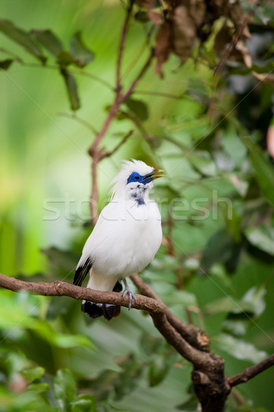 White exotic bird on a branch Stock photo © Juhku