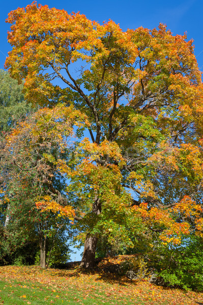 Najaar kleur esdoorn loof blauwe hemel boom Stockfoto © Juhku