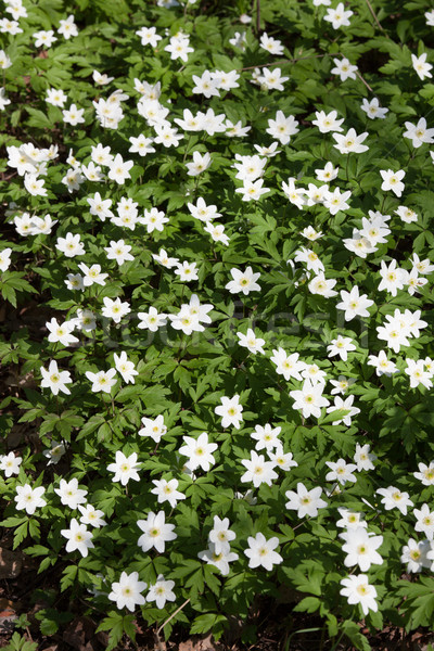 Wild flowers anemone nemorosa Stock photo © Juhku