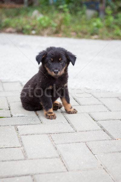 Fekete kutyakölyök ül néz kamerába kutya Stock fotó © Juhku