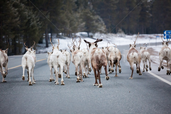 Reindeer flock in the way at road Stock photo © Juhku