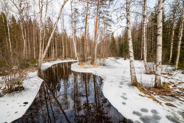 Partially frozen forest river Stock photo © Juhku