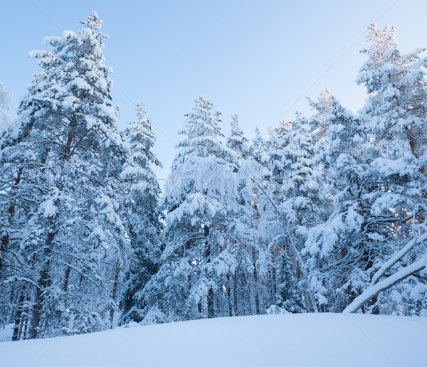 Snowy forest Stock photo © Juhku